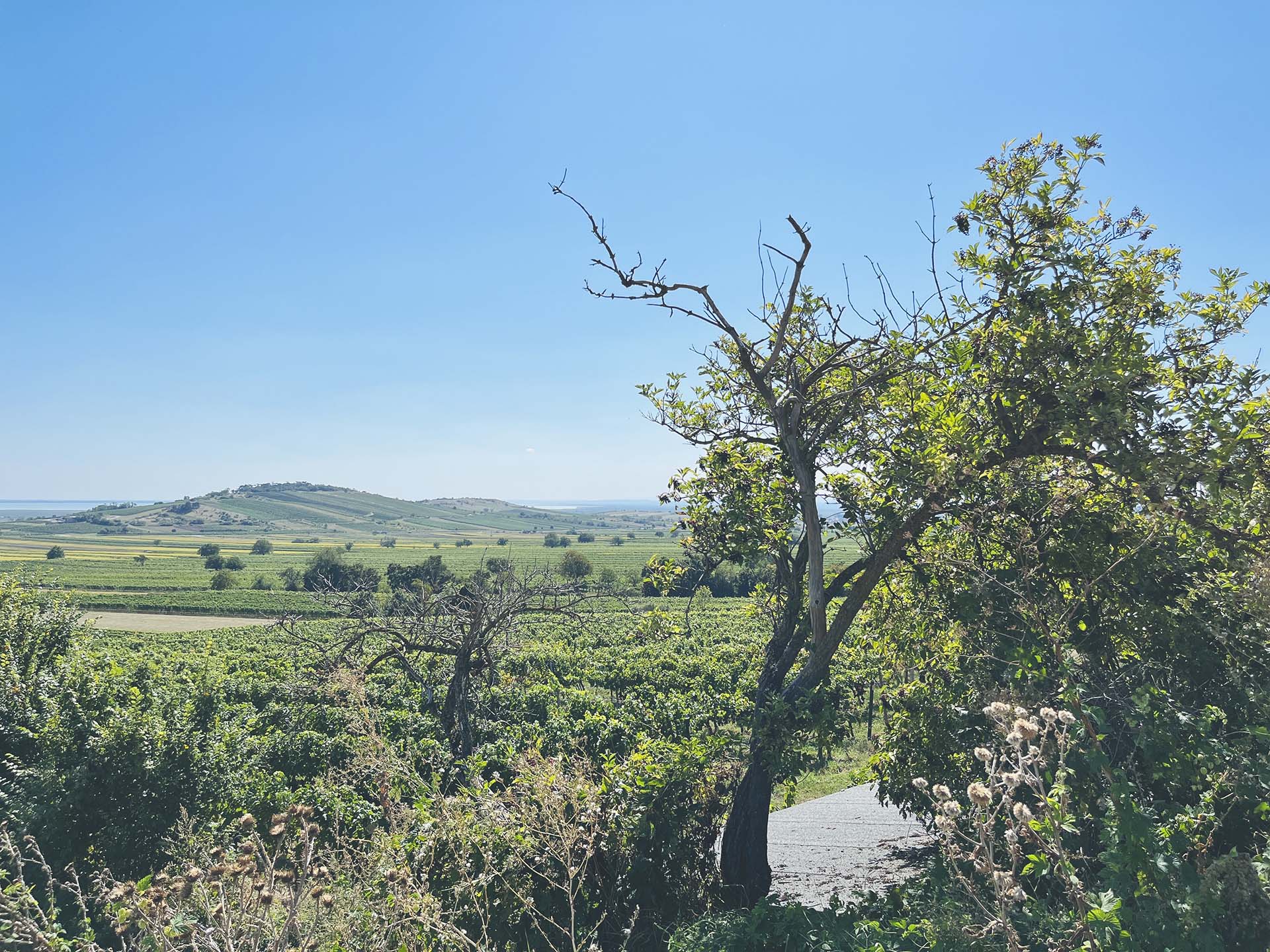 Panorámás túrázás piknikkel és borkóstolással fűszerezve-7