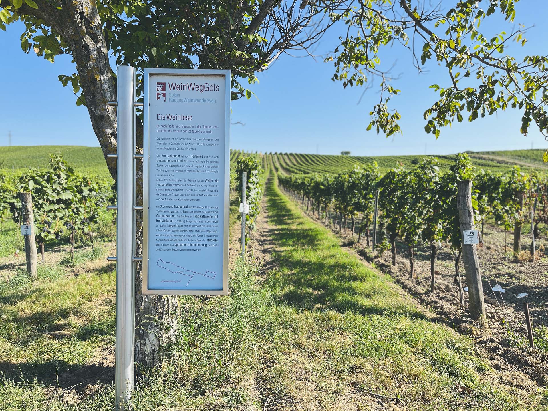 Panorámás túrázás piknikkel és borkóstolással fűszerezve-20