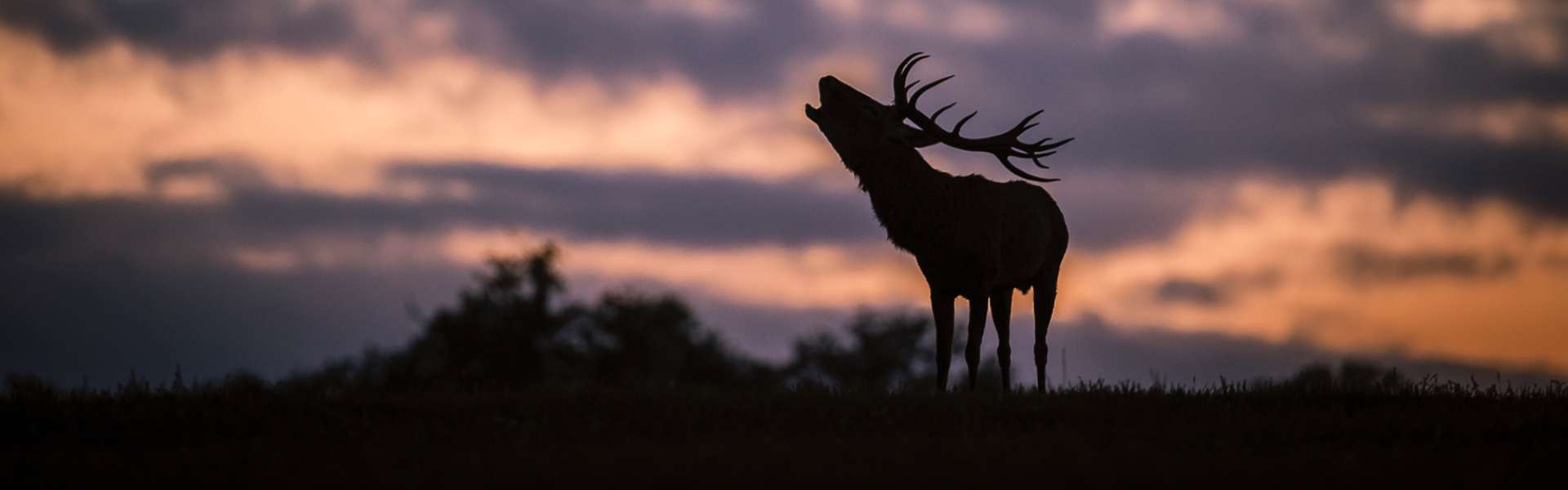 Ha szeptember, akkor szarvasbőgés-túra a Pilisi Parkerdővel!