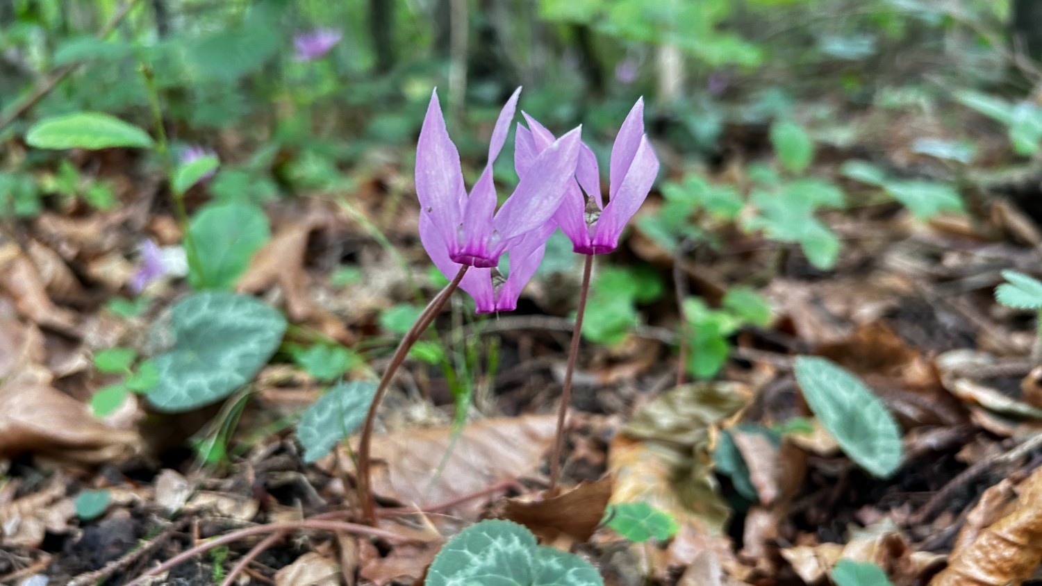 Bringatúra a Hallstätter See körül-2