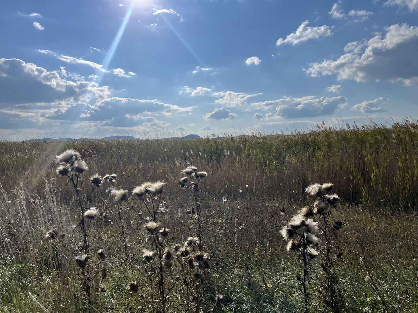 Theodora tanösvény-2