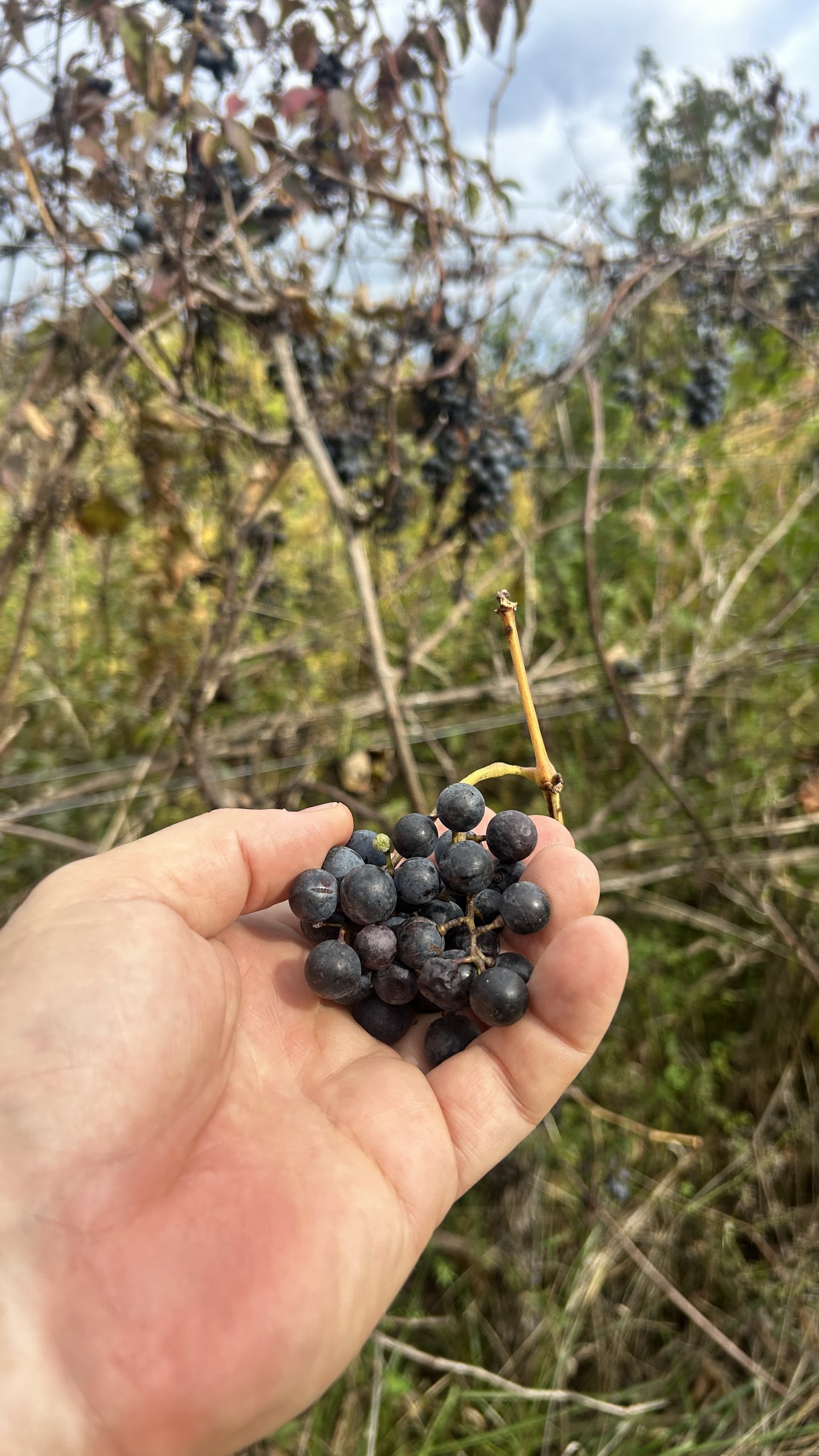 Horizont 23 - Badacsony-Keszthely-4