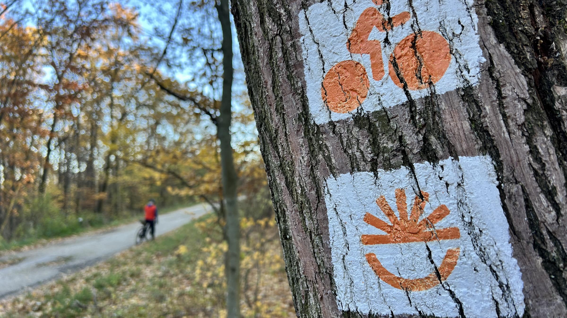 Az év erdei kerékpáros útja 2025 - Csákvár-Szárliget-3