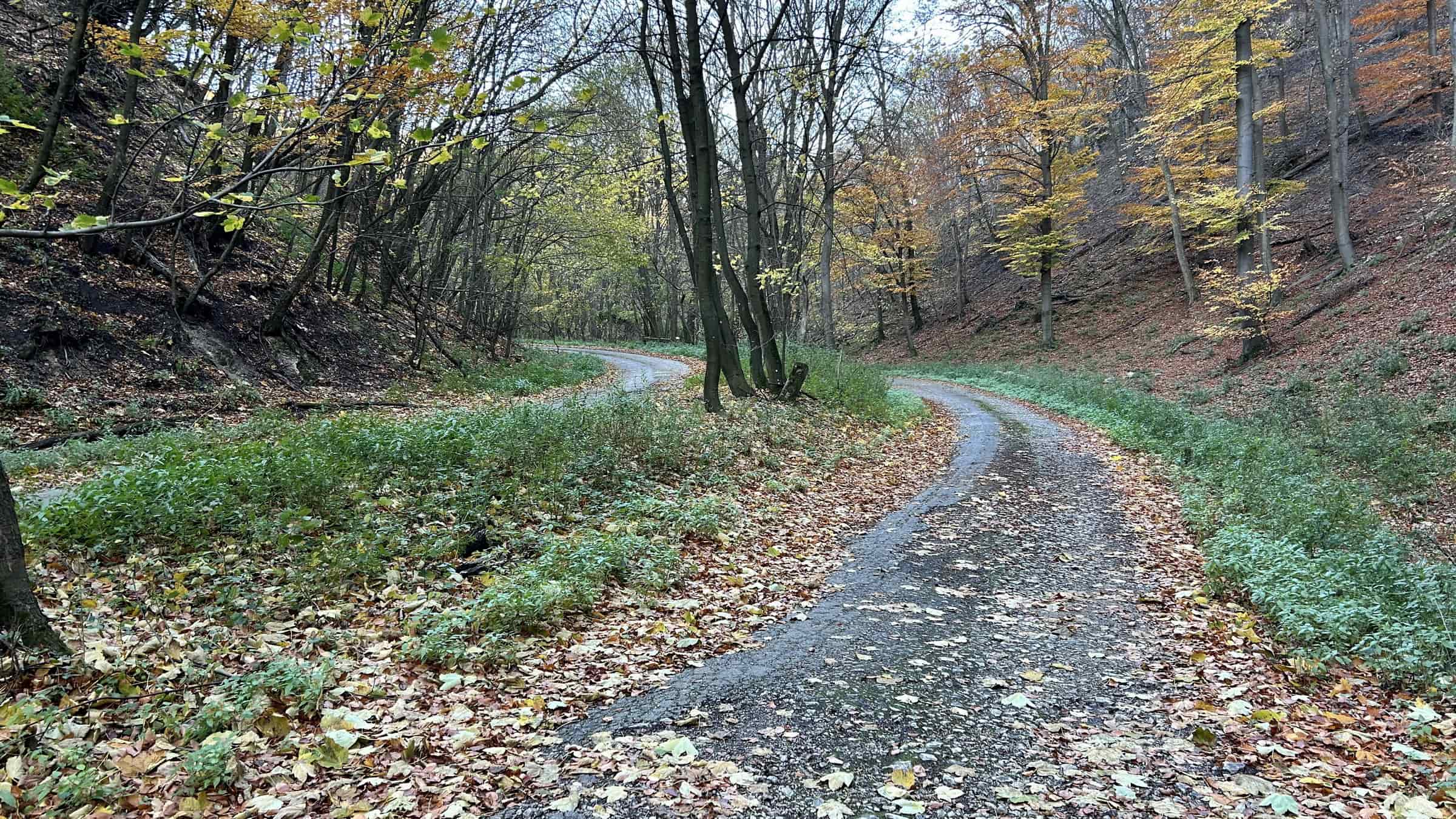 Az év erdei kerékpáros útja 2025 - Csákvár-Szárliget-6