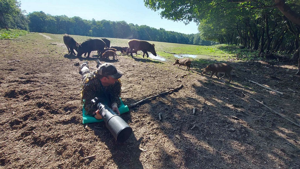 Vaddisznó. Helyzet van?-2