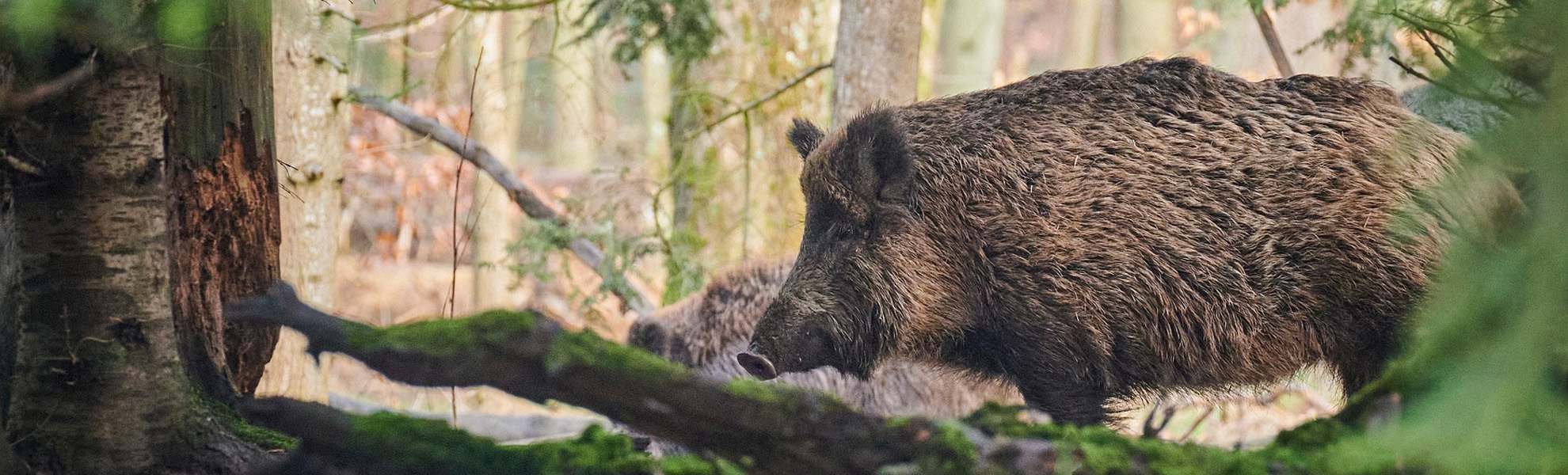 Vaddisznó. Helyzet van?