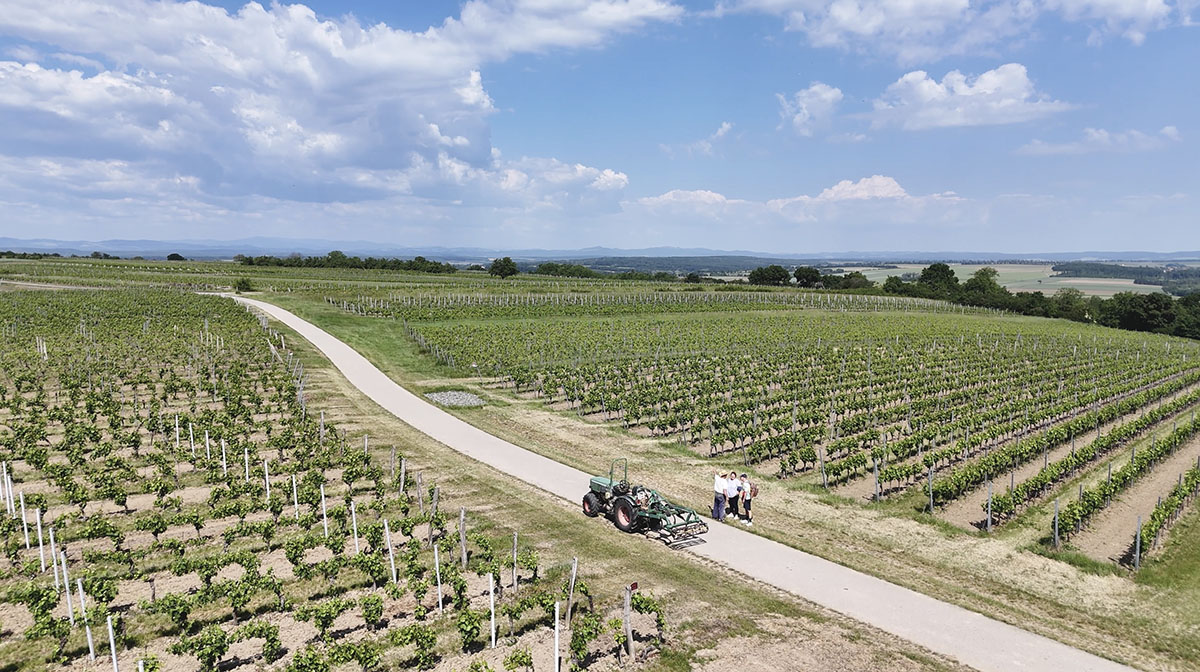 Pikniktúra a szőlődomb tetején Lutzmannsburg mellett-1