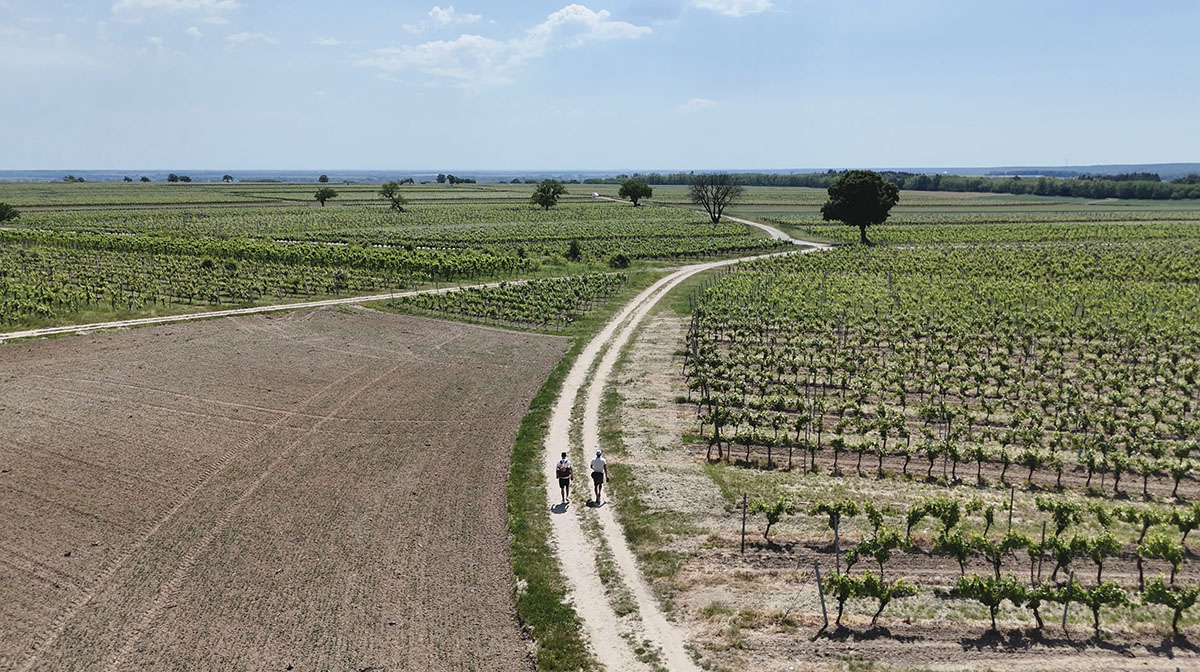 Pikniktúra a szőlődomb tetején Lutzmannsburg mellett-2