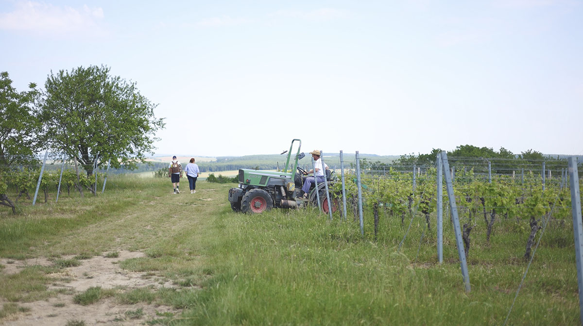 Pikniktúra a szőlődomb tetején Lutzmannsburg mellett-6