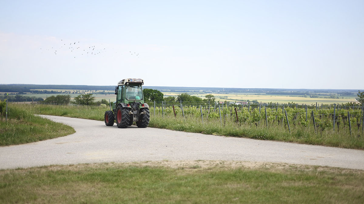 Pikniktúra a szőlődomb tetején Lutzmannsburg mellett-10