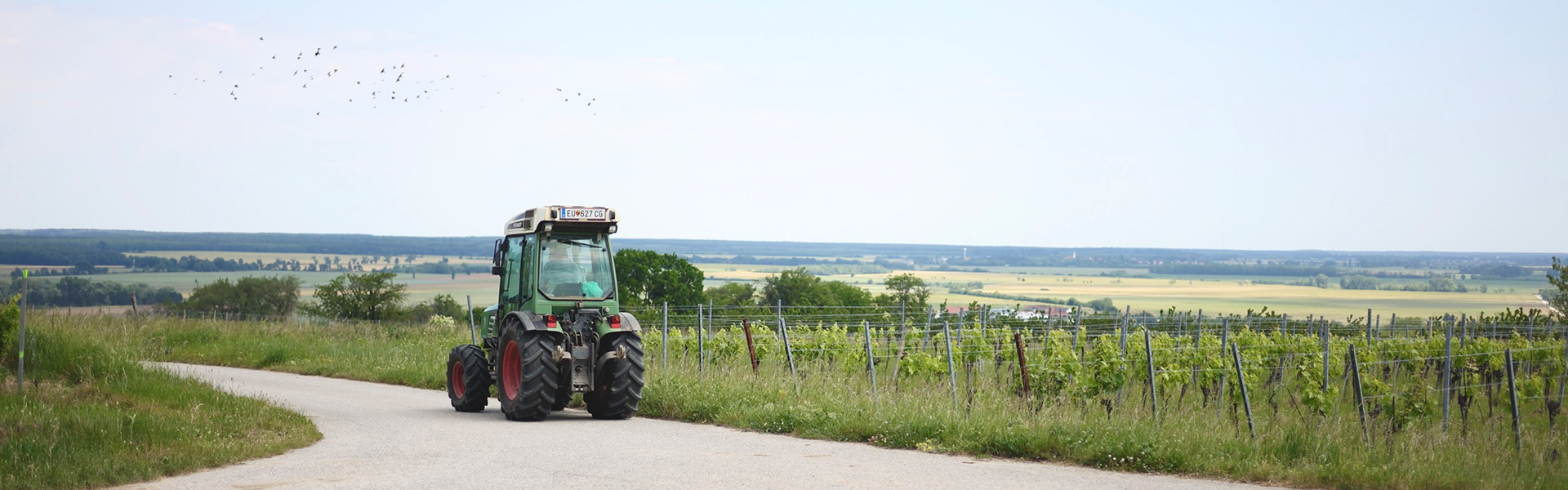 Pikniktúra a szőlődomb tetején Lutzmannsburg mellett