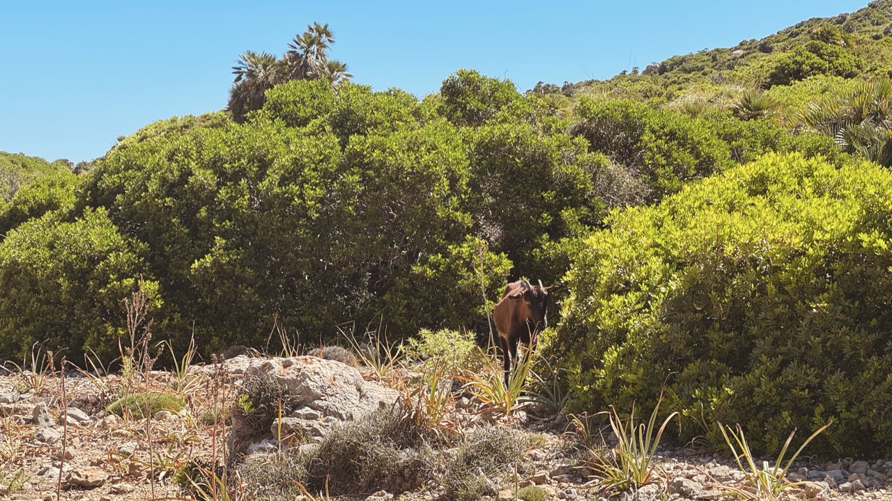 Cala Bóquer (Pollenca) könnyű túra egy eldugott mallorcai öbölhöz-13