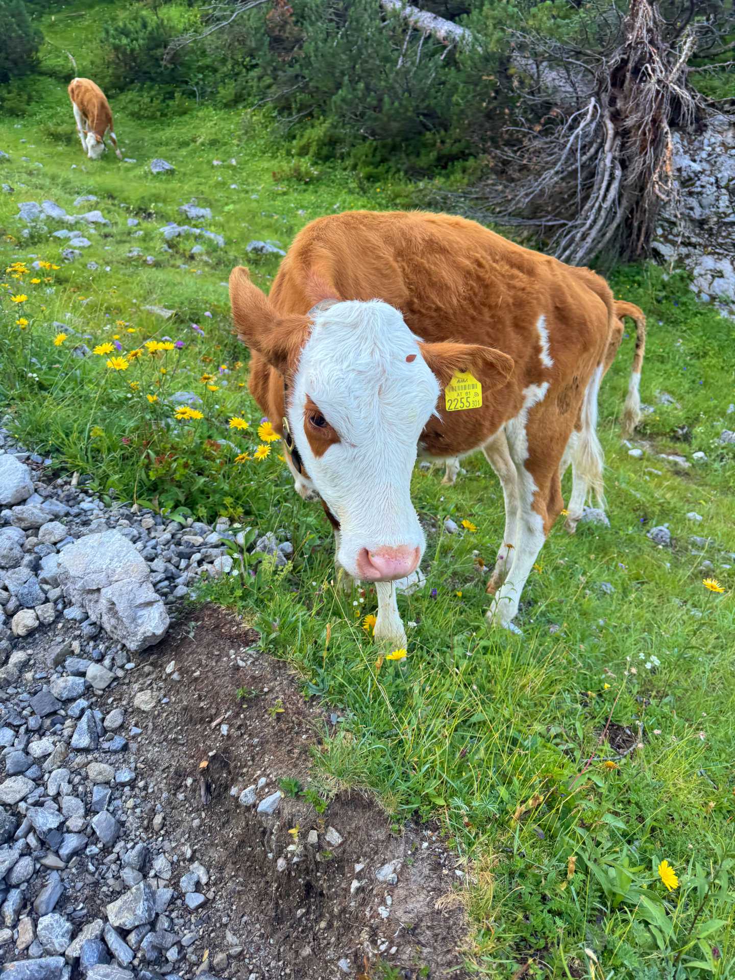 Binsalm - Hahnkampl - Nyugati-Lamsenjoch túra-5